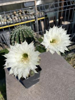 Echinopsis Hybr. weiss